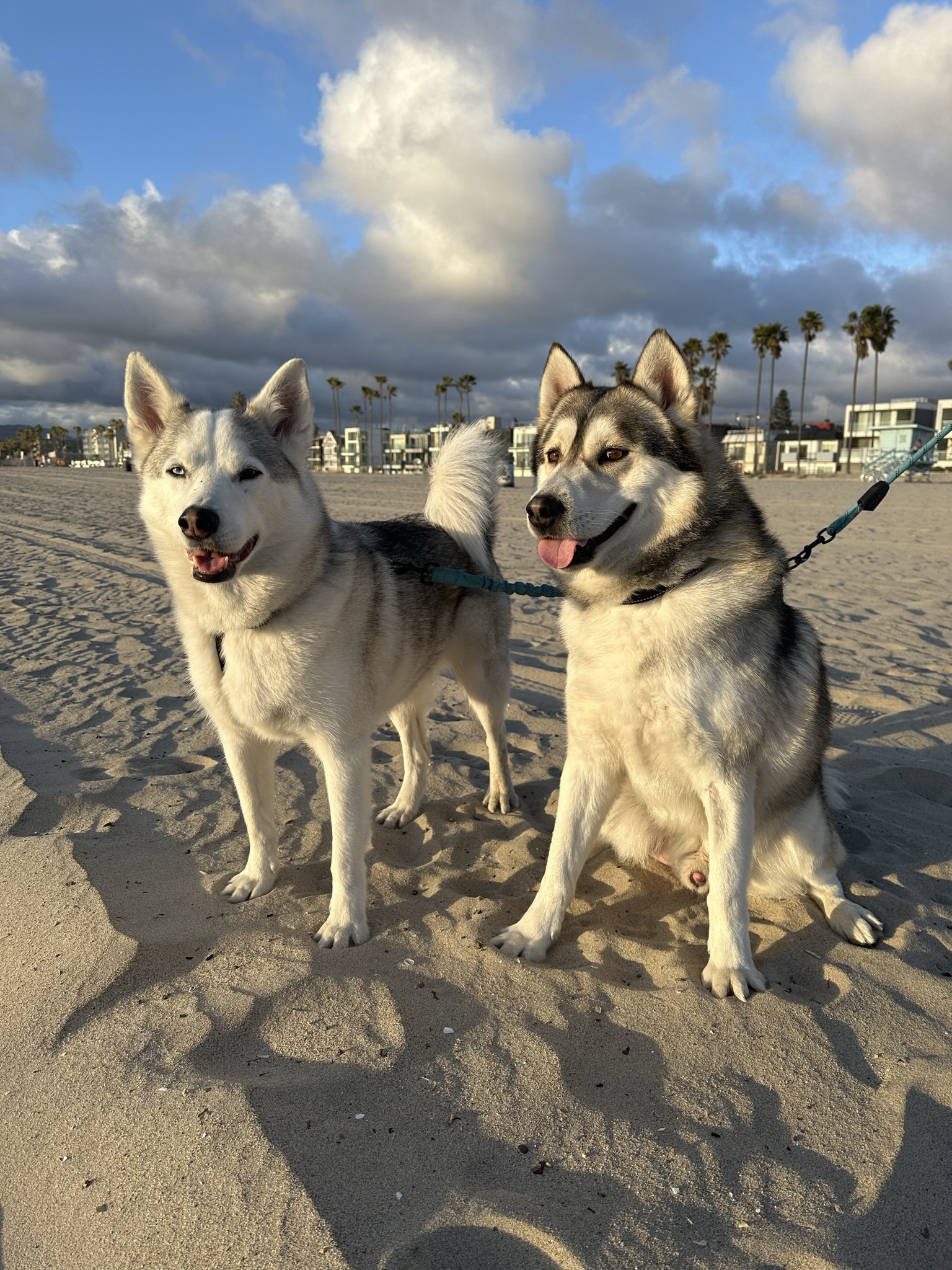 Fostering Huskies